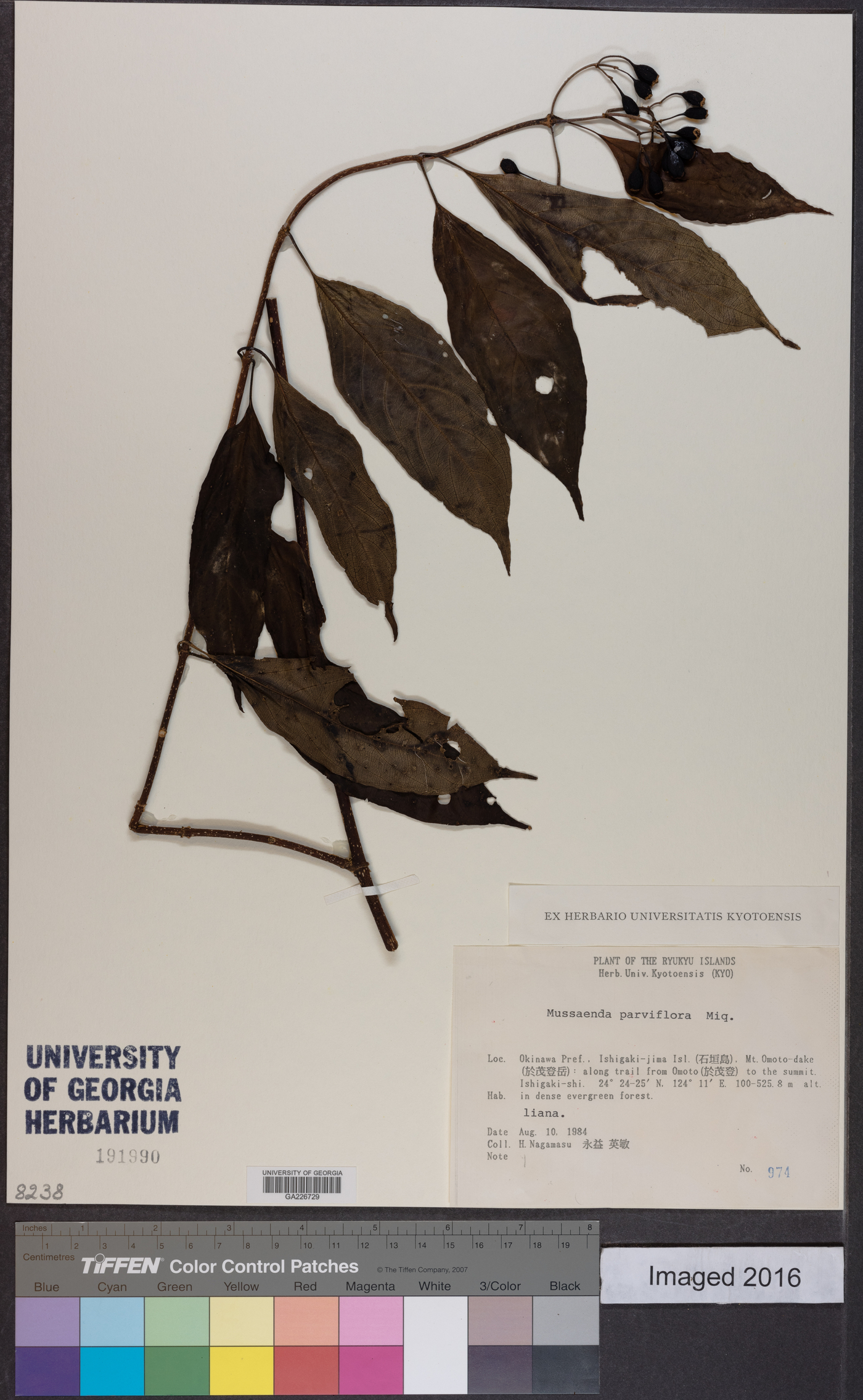 Mussaenda parviflora image