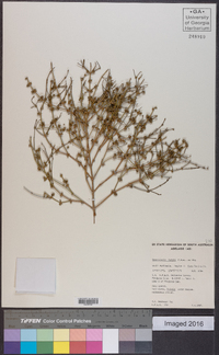 Media resource of Opercularia turpis