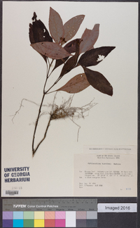 Image of Ophiorrhiza kuroiwae