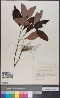 Media resource of Ophiorrhiza kuroiwae