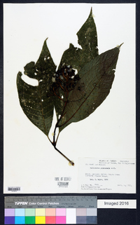 Palicourea guianensis image