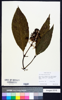 Palicourea guianensis image