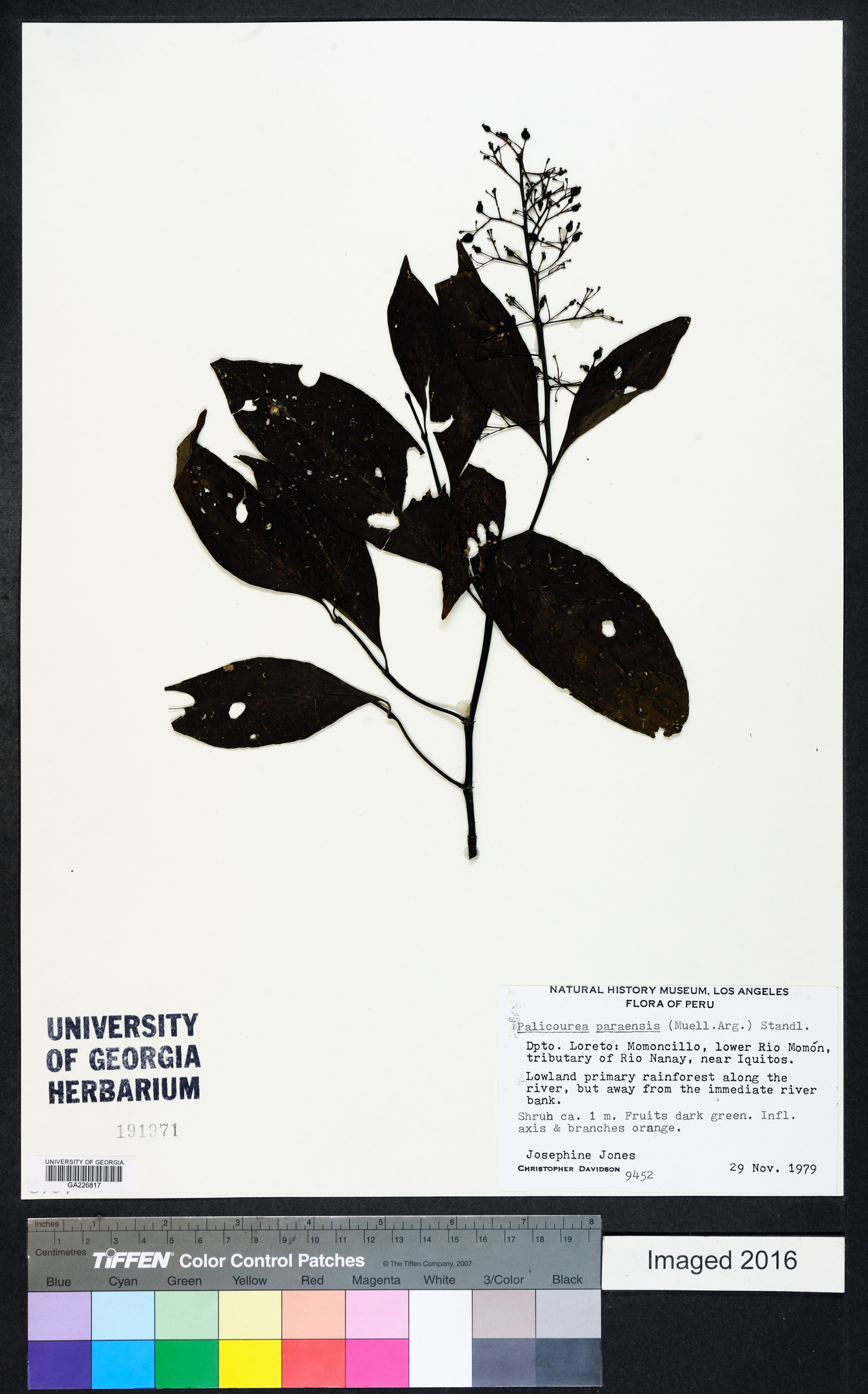 Palicourea paraensis image