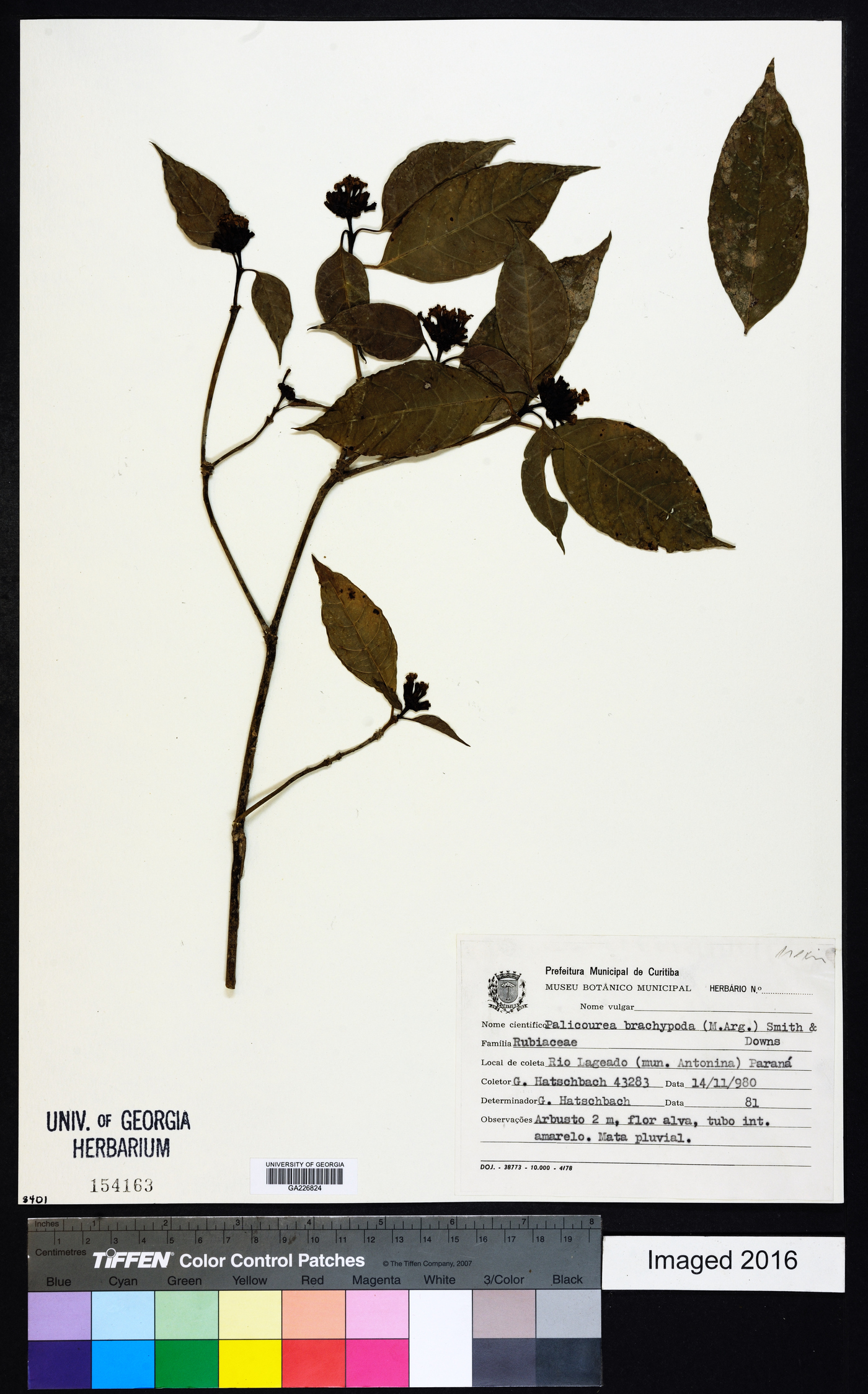 Psychotria brachypoda image