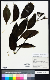Palicourea fastigiata image