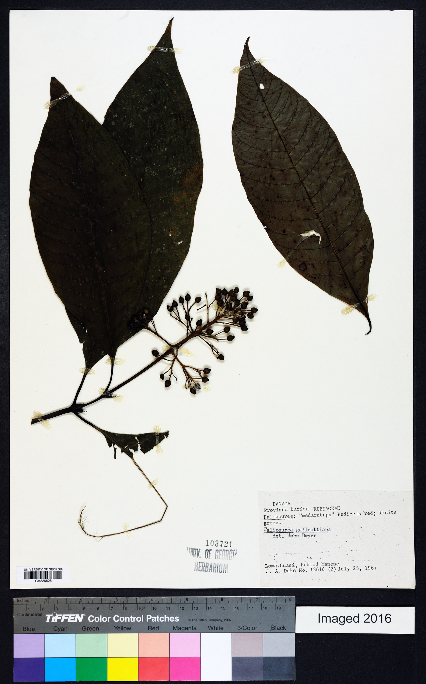 Psychotria galeottiana image