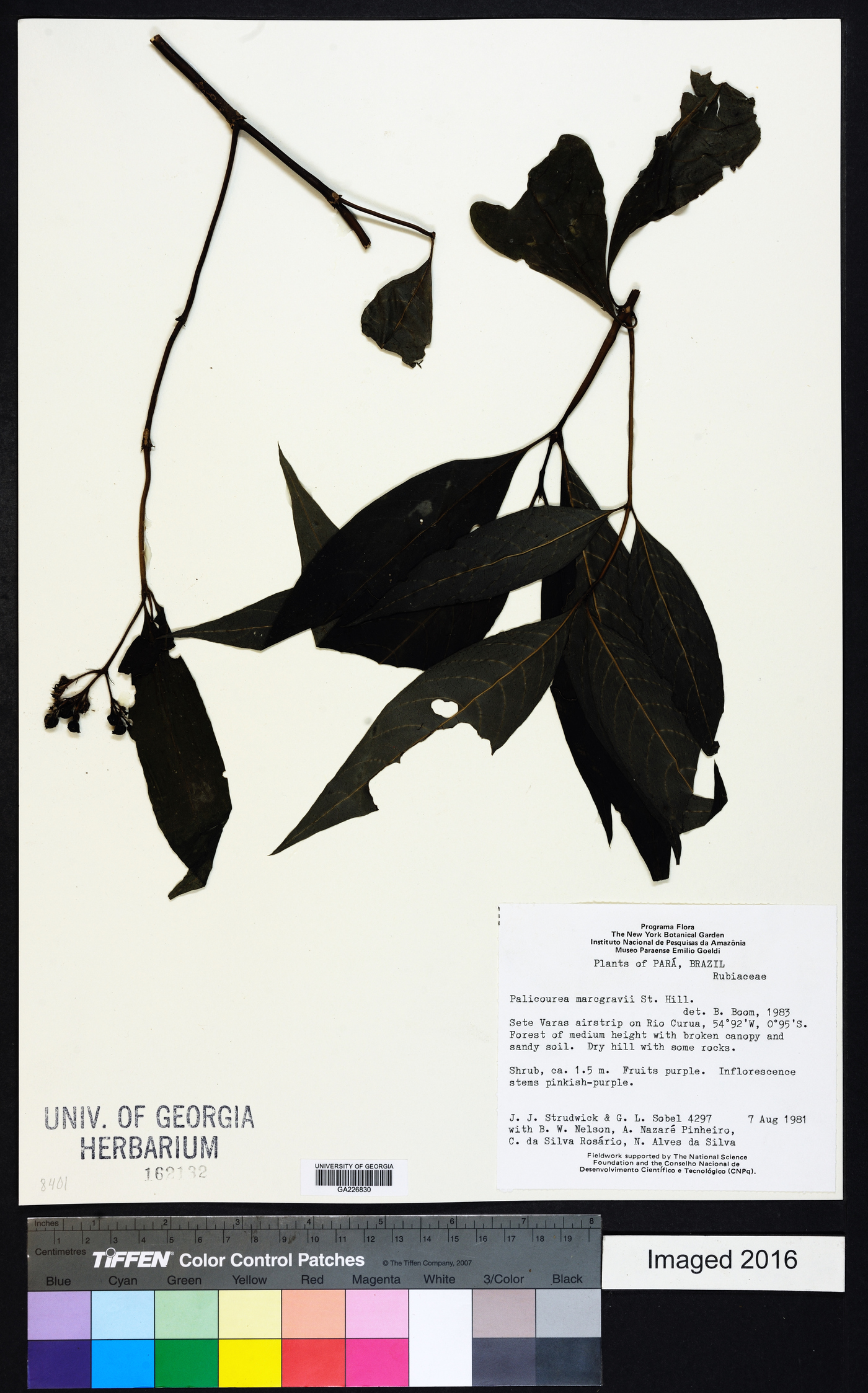 Palicourea marcgravii image