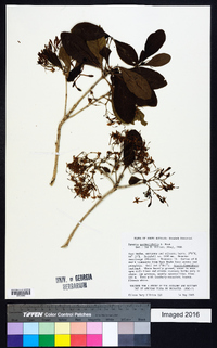 Pavetta gardeniifolia image