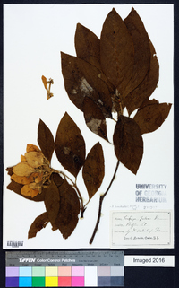 Pinckneya bracteata image
