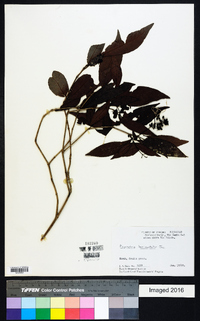 Psychotria horizontalis image