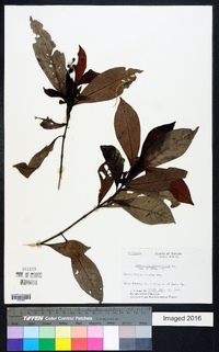 Psychotria horizontalis image