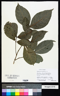 Psychotria horizontalis image