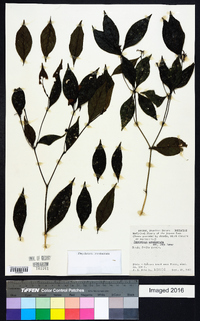 Psychotria involucrata image