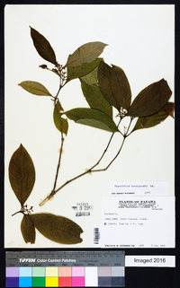 Psychotria involucrata image