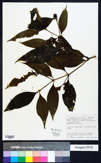 Psychotria involucrata image