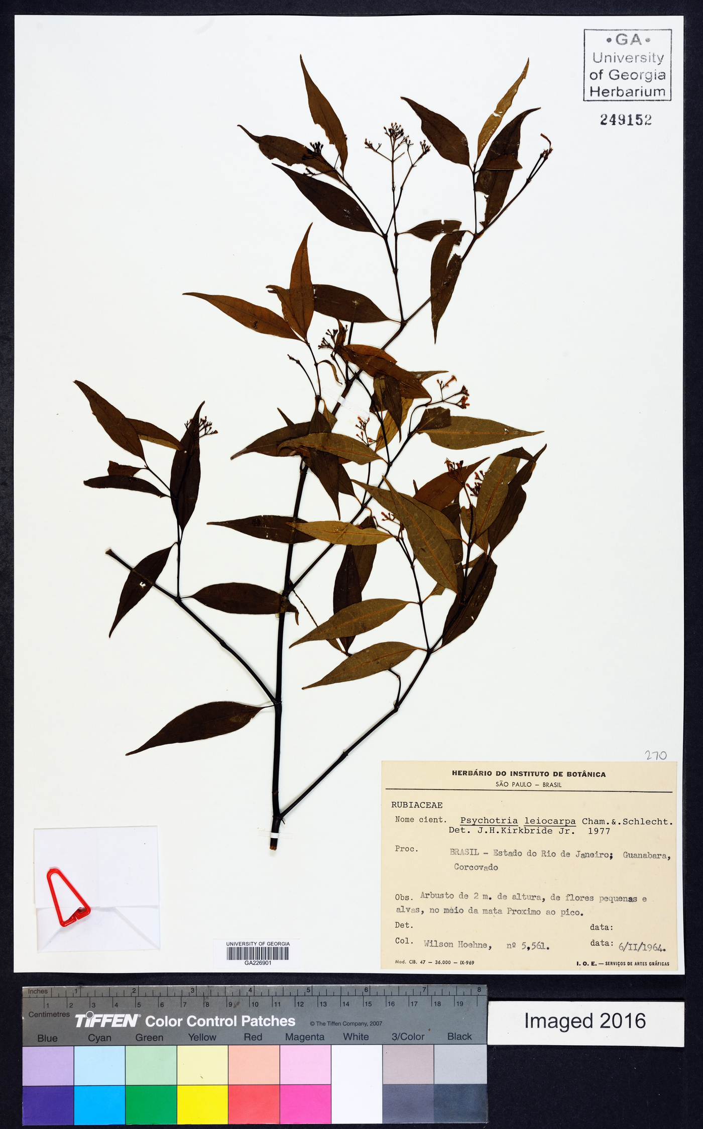 Psychotria leiocarpa image