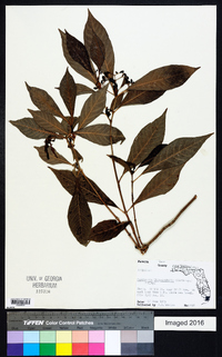 Psychotria ligustrifolia image