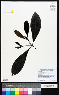 Psychotria marginata image
