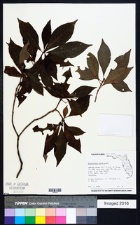 Psychotria nervosa image