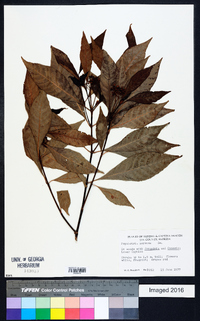 Psychotria nervosa image