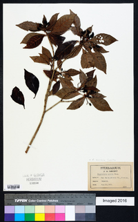 Psychotria nervosa image