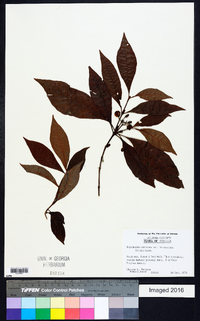 Psychotria nervosa image