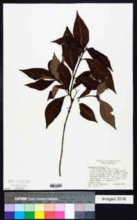 Psychotria nervosa image