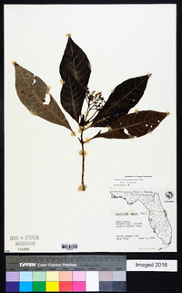 Psychotria nervosa image