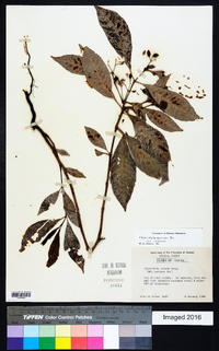 Psychotria nervosa image