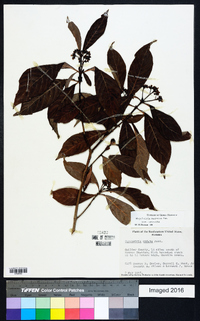 Psychotria nervosa image