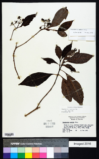 Psychotria nervosa image