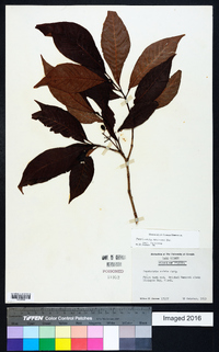 Psychotria nervosa image