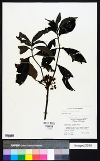 Psychotria sulzneri image