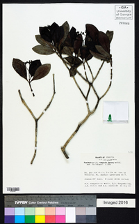 Psychotria congesta image