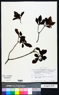 Psychotria erythrocarpa image