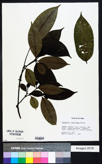 Palicourea flaviflora image