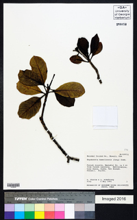 Psychotria hawaiiensis image