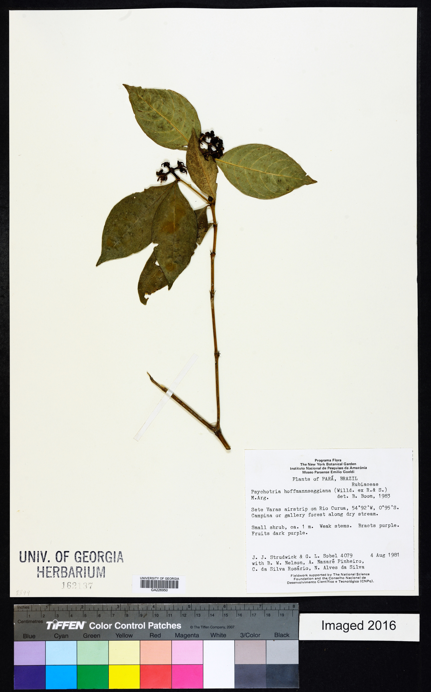 Psychotria hoffmannseggiana image