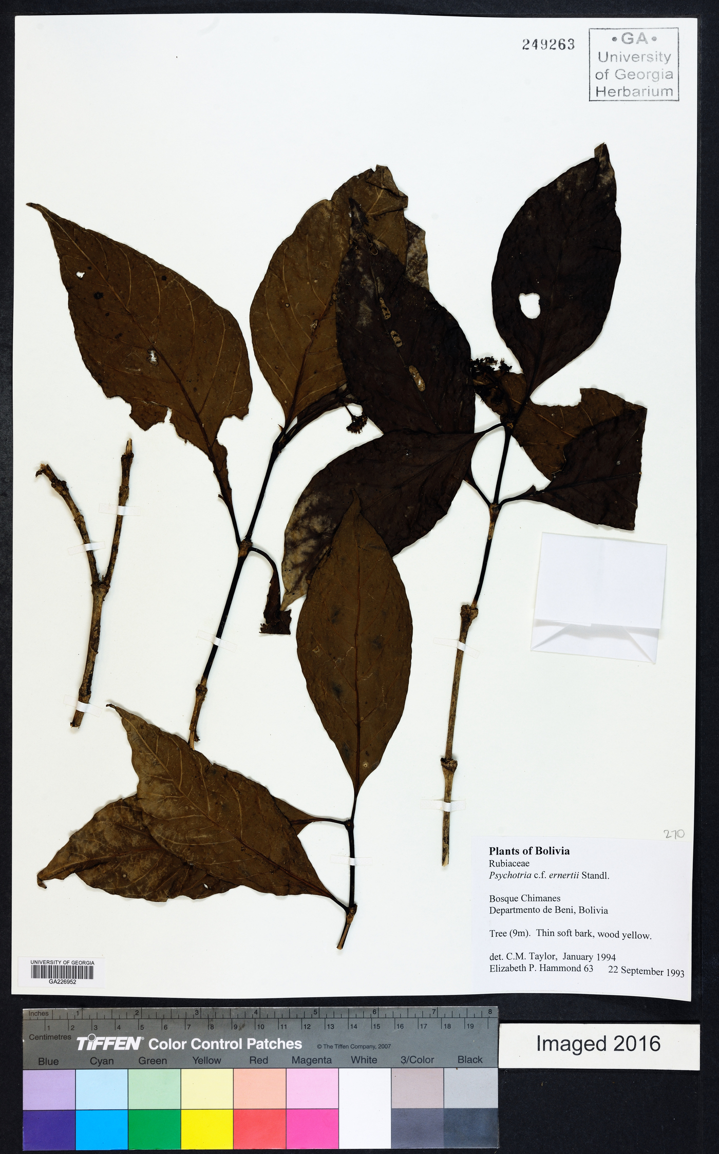 Psychotria ernestii image