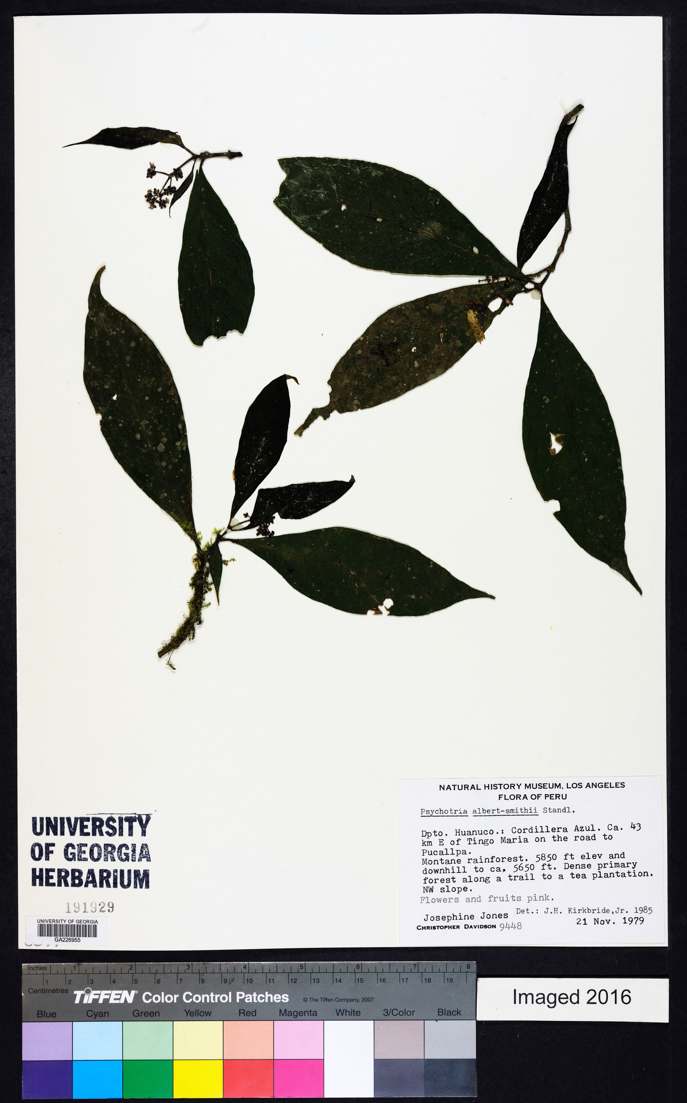 Eumachia albert-smithii image