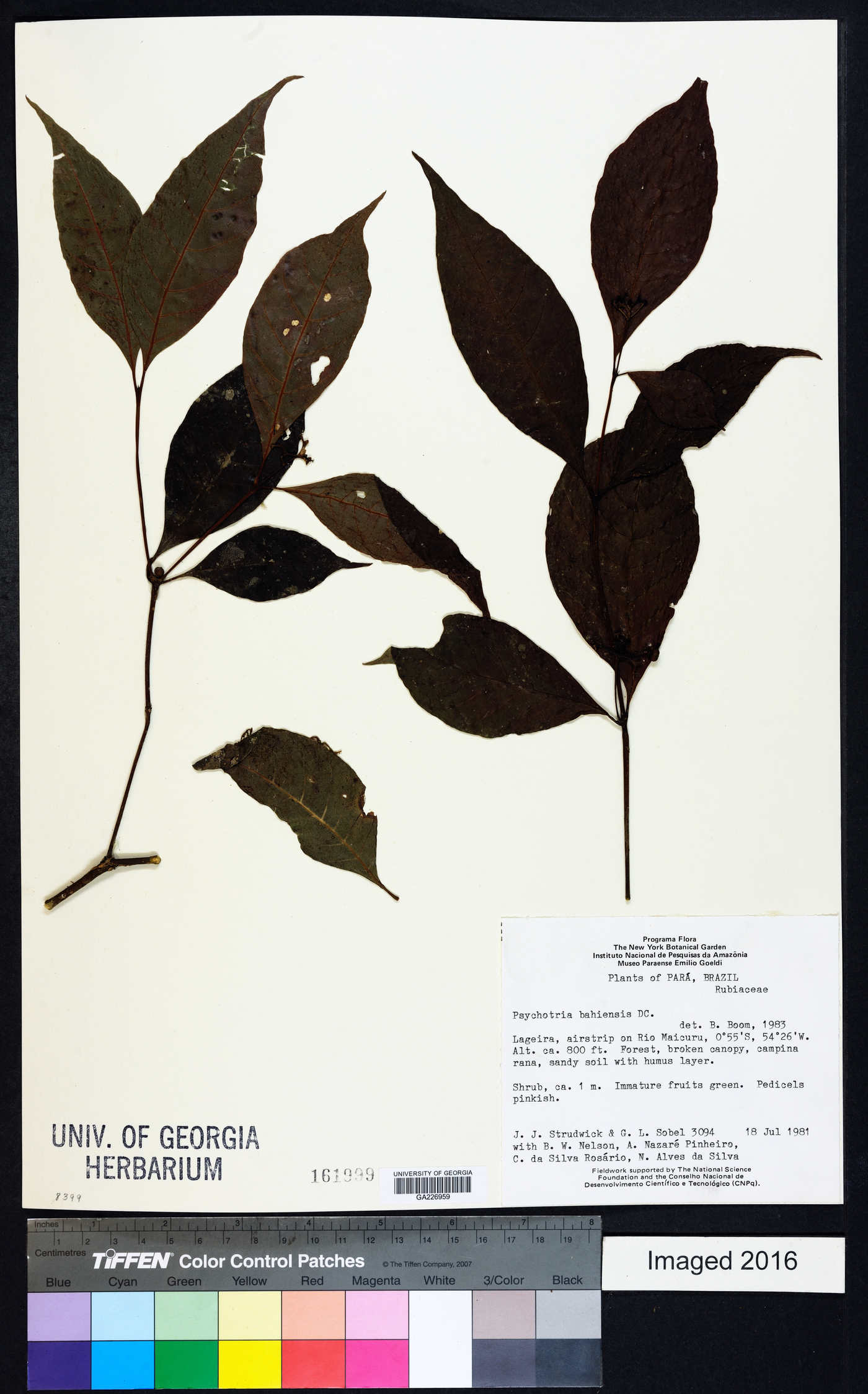 Psychotria bahiensis image