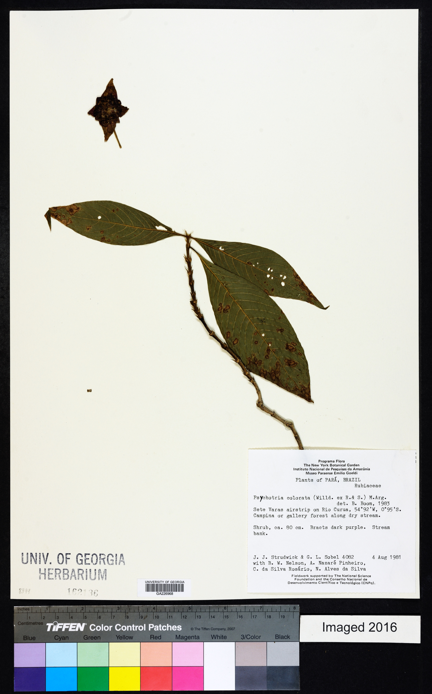 Psychotria colorata image