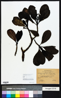 Psychotria mariniana image