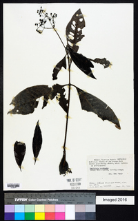 Psychotria marginata image