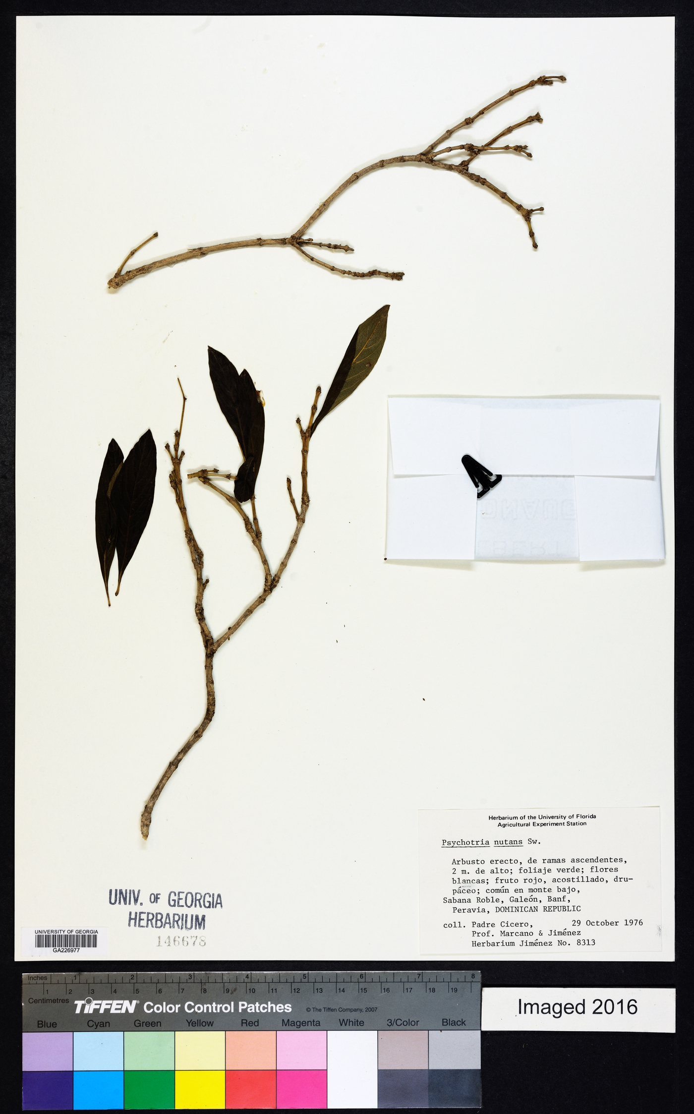 Psychotria nutans image