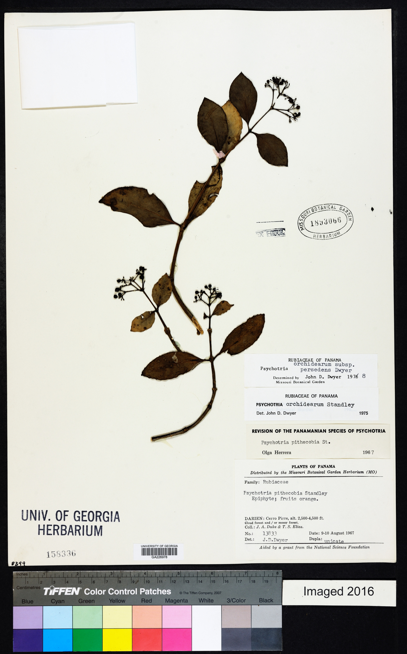 Notopleura epiphytica image