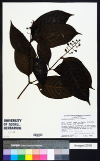 Psychotria racemosa image