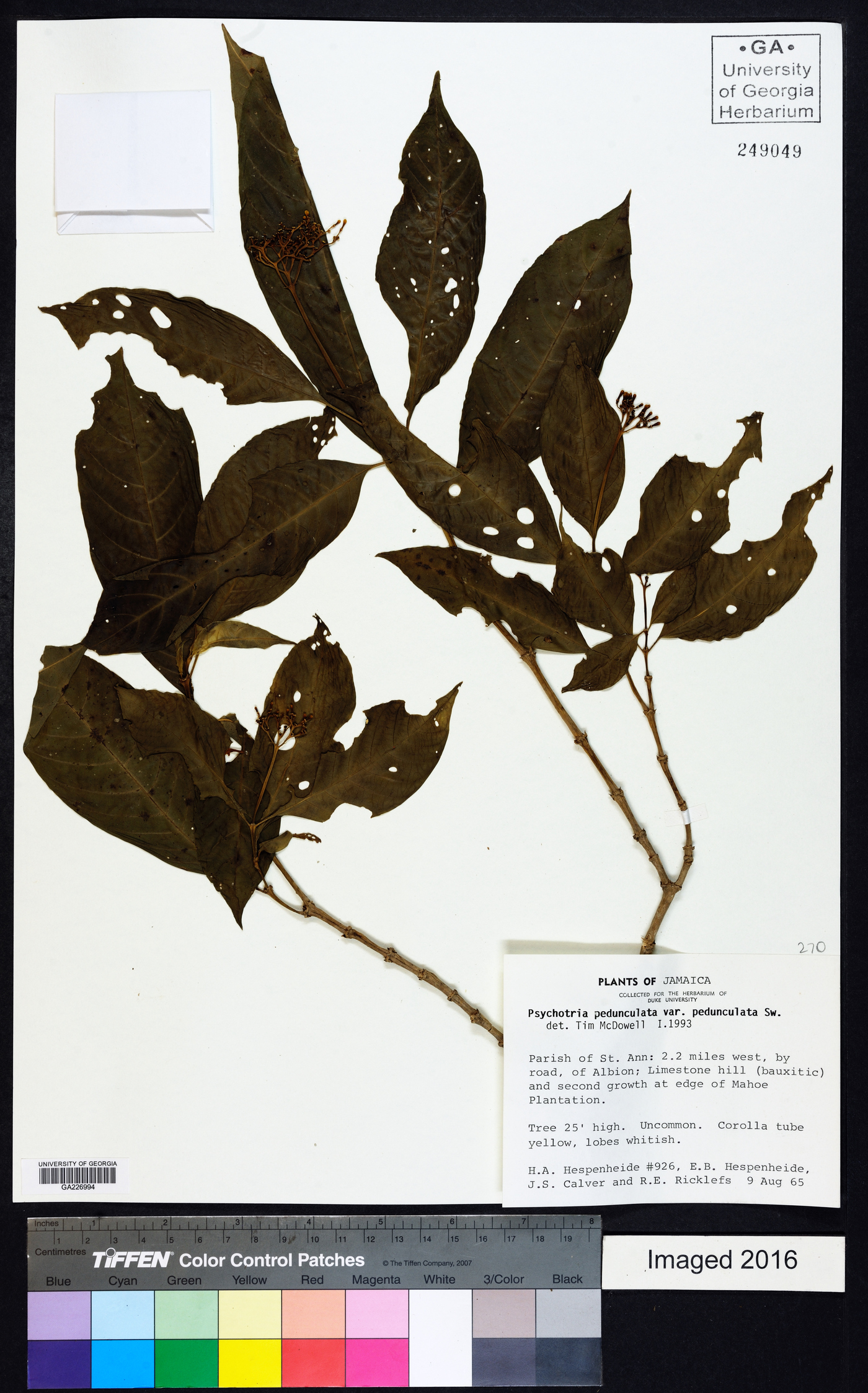 Palicourea pedunculata image