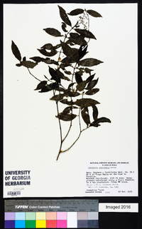 Psychotria tenuicaulis image