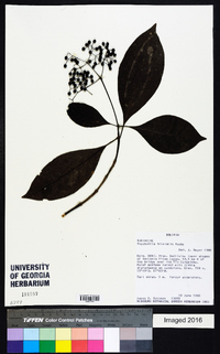 Psychotria trivialis image